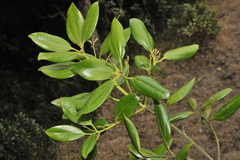 Cinnamomum wightii
